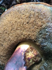 Xerocomellus atropurpureus