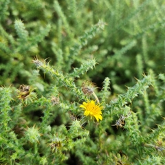 Cullumia setosa