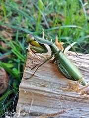 Mantis religiosa religiosa