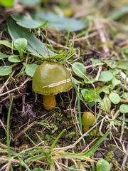 Gliophorus psittacinus