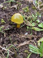 Gliophorus psittacinus