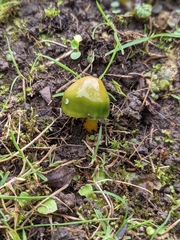 Gliophorus psittacinus