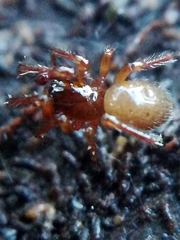 Robertus