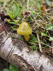 Gliophorus psittacinus