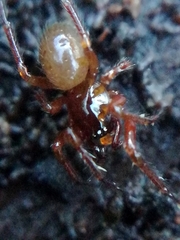 Robertus
