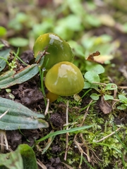 Gliophorus psittacinus