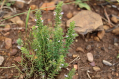 Muraltia serpylloides