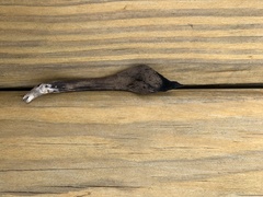Geoglossum fallax