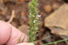 Muraltia serpylloides