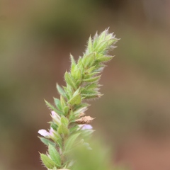 Muraltia serpylloides