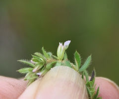 Muraltia serpylloides