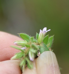 Muraltia serpylloides