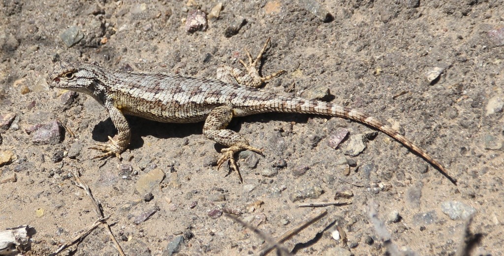 Great Basin Fence Lizard