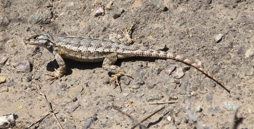 Great Basin Fence Lizard