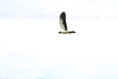 Daptrius albogularis