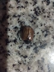 Anomala testaceipennis