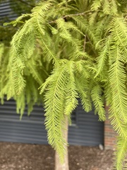Taxodium distichum