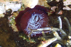 Bunodosoma capense image