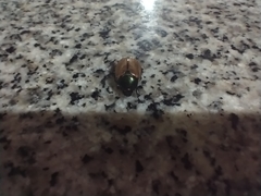 Anomala testaceipennis