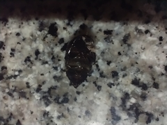 Anomala testaceipennis