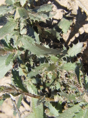 Baccharis melanopotamica