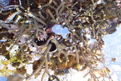 Bifurcariopsis capensis