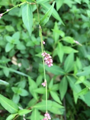 Persicaria