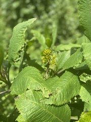 Magnoliopsida