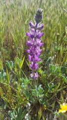 Lupinus microcarpus microcarpus
