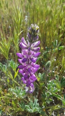 Lupinus microcarpus microcarpus