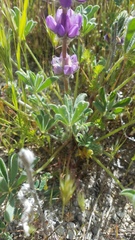 Lupinus microcarpus microcarpus