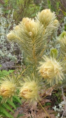 Phylica pubescens