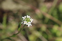 Selago densiflora