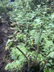 Tracheophyta
