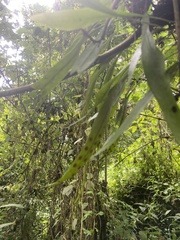 Polypodiaceae