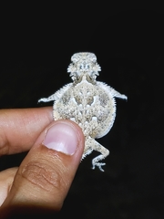 Phrynosoma goodei