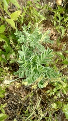Dalea obovata