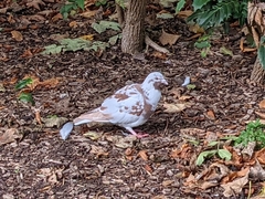 Columba livia domestica