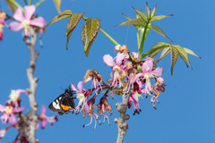 Psychomorpha epimenis