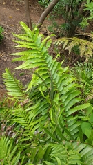 Blechnum capense