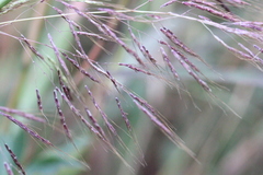 Capillipedium spicigerum