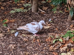 Columba livia domestica