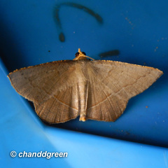 Plesiomorpha flaviceps