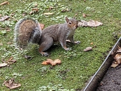 Sciurus carolinensis