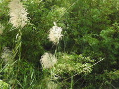 Phragmites vallatoria