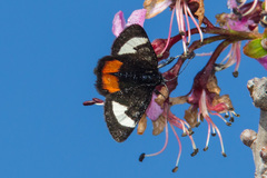 Psychomorpha epimenis