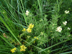 Chamaecytisus austriacus