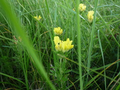 Chamaecytisus austriacus