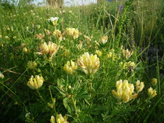 Chamaecytisus austriacus