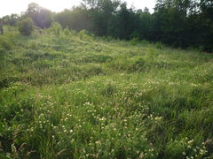 Chamaecytisus austriacus